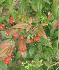 NANDINA (0,7 Mts.) OFERTA!