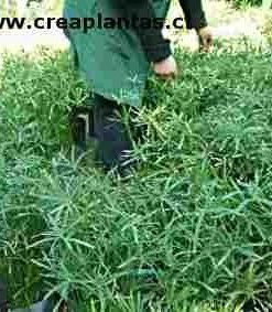 PAPIRO  ENANO (0,35 Mts.)