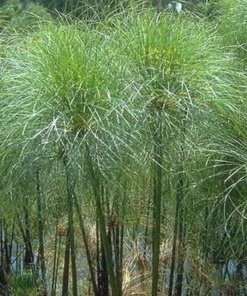 PAPIRO EGIPCIO (1.10 Mts.)