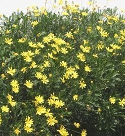 PAQUERETT AMARILLO (0,3 Mts.)