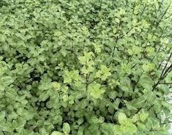 PITTOSPORUM NIGRICANS (0.50 Mts.)