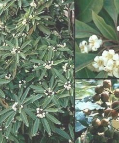 PITHOSPORUM ONDULATA (0.8 Mts.)