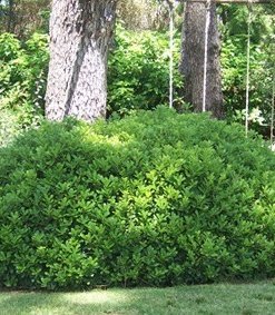 PITTOSPORUM TOBIRA ENANO (0,25 Mts.)