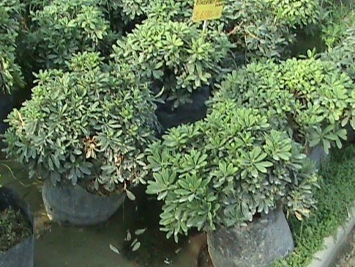 PITTOSPORUM TOBIRA ENANO (0,25 Mts.) - Imagen 2