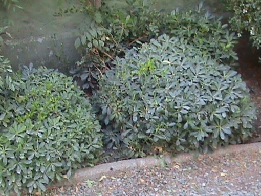 PITTOSPORUM TOBIRA ENANO (0,25 Mts.) - Imagen 3