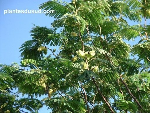 ACACIA  LOPHANTA  SIN  STOCK