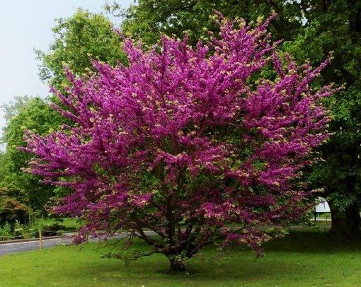ARBOL DE JUDEA (1,Mts.)