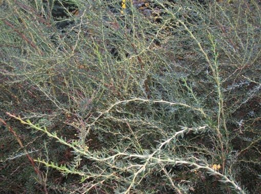 BERBERIS VERDE