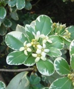 PITOSPORUM VARIEGADO (0.7 Mts.)