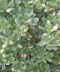 PITOSPORUM VARIEGADO (0.50Mts.)