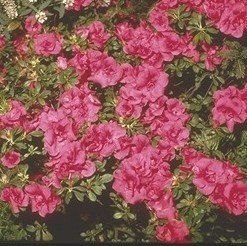 RODODENDRO (1.30 .)
