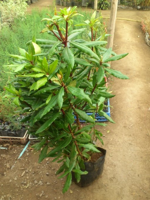 RODODENDRO (1.30 .) - Imagen 2