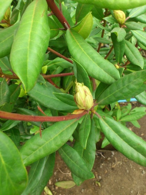 RODODENDRO (1.30 .) - Imagen 3