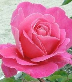 ROSA  TREPADORA (0,8 Mts.) Diferentes precios y colores