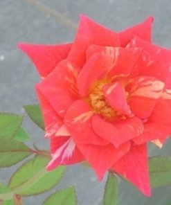 ROSA ENANA (0,2 Mts.)