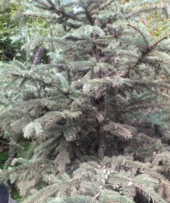 PICEA