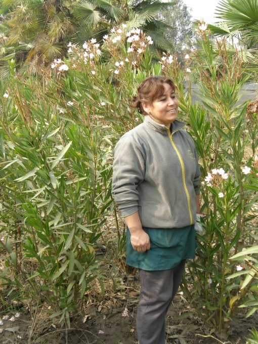 LAUREL FLOR BLANCO (1,3 Mts.) - Imagen 2