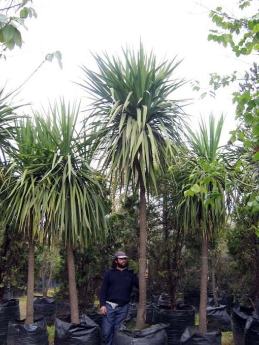 DRACENA MASANGEANA (0,6 Mts.)