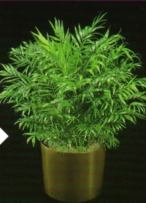 CHAMAEDOREA. ELEGANS