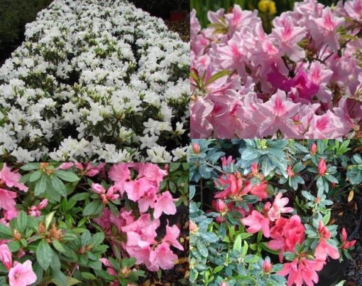 AZALEA NANA (0.15 M)