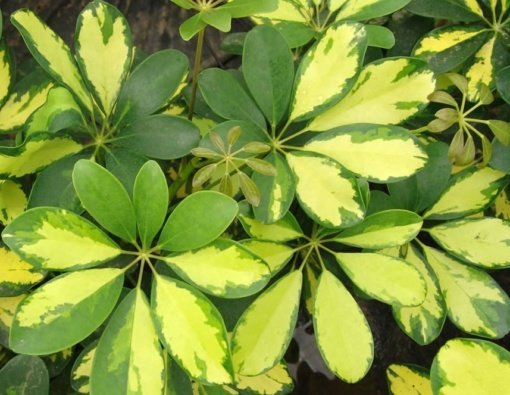 SCHEFLERA VARIEGADA (0,7 Mts.)
