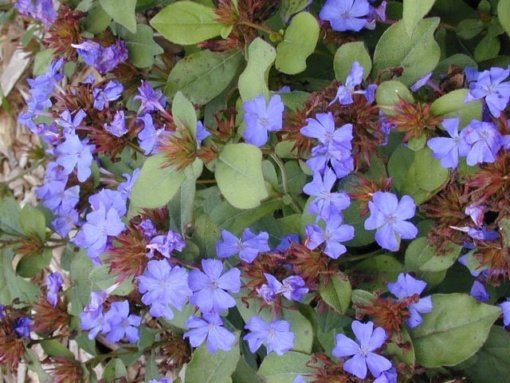 PLUMBAGO CELESTE (1.20 Mts.)