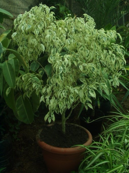 FICUS BENJAMINA ESPAÑOL (0,6 Mts.)