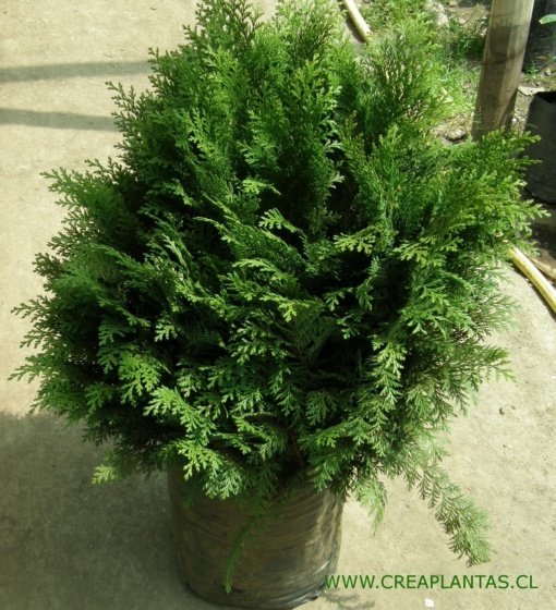 THUYA GLOBOSA ( 50cm.) - Imagen 2