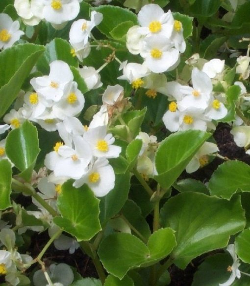 BEGONIA  (0,1 Mts.)