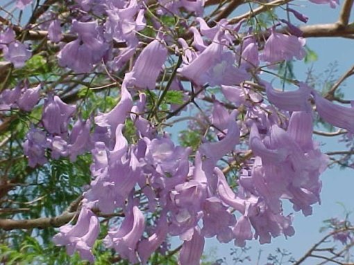 JACARANDA (2.50 Mts.)