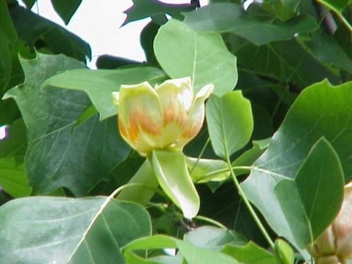 TULIPERO (2,3 Mts.) - Imagen 2