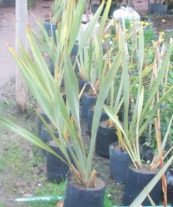 PITA VERDE ( 1.0 m)