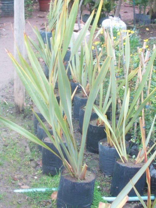 PITA VERDE ( 1.0 m)