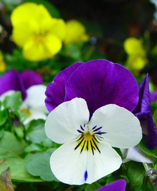 VIOLAS ( 0.15 MTS. )