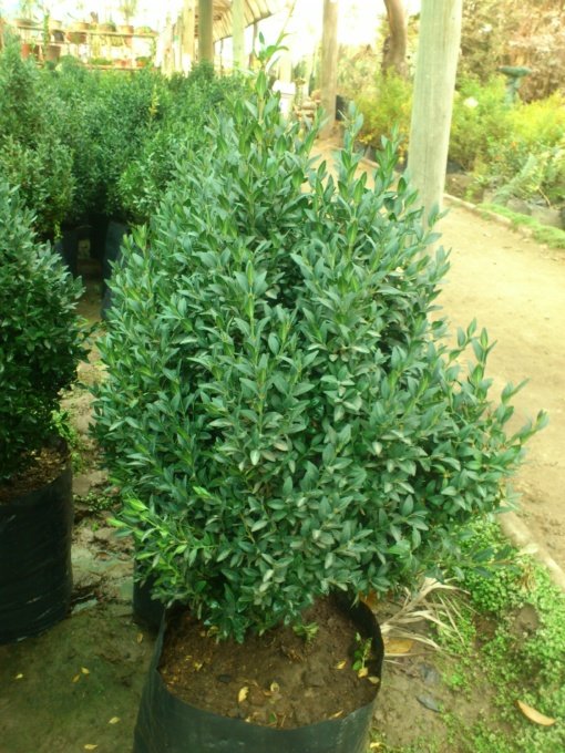 BOJ VERDE (0.50MT) - Imagen 2