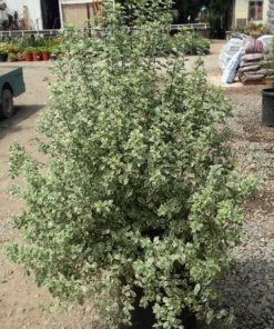 PITTOSPORUM NIGRICANS (1.20MT)
