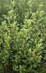 PITTOSPORUM NIGRICANS (1.80MT)