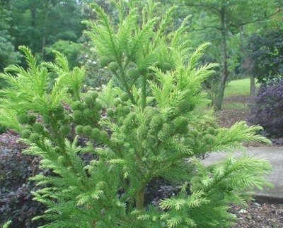 CRIPTOMERIA JAPONICA (1.10 Mts.)