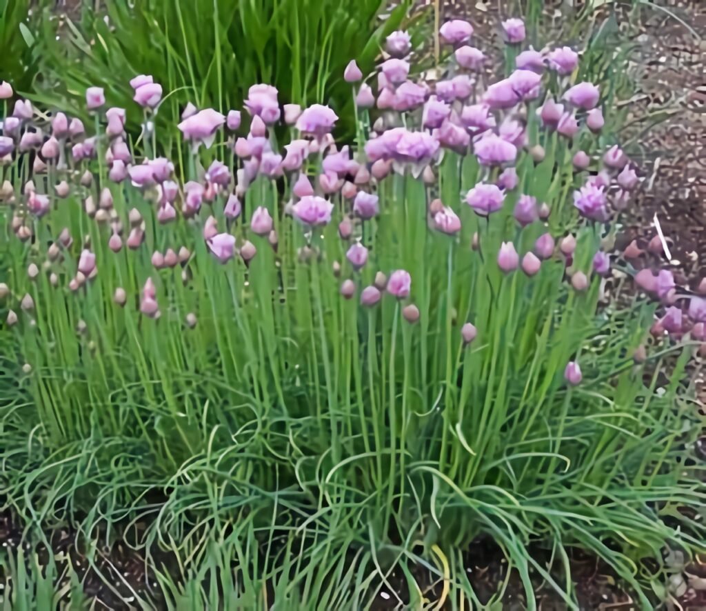 Allium