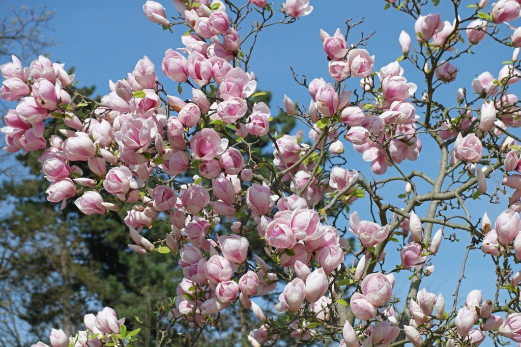 Arbol Magnoleo Sulageana